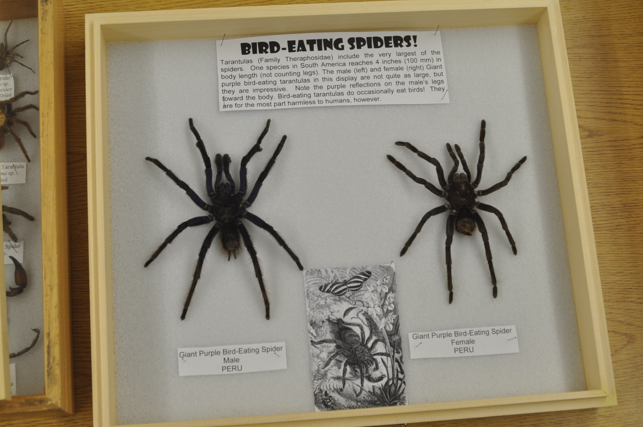 Spiders on display