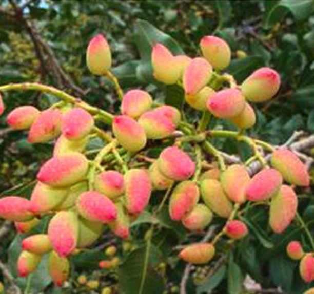 Pistachio nuts on a tree