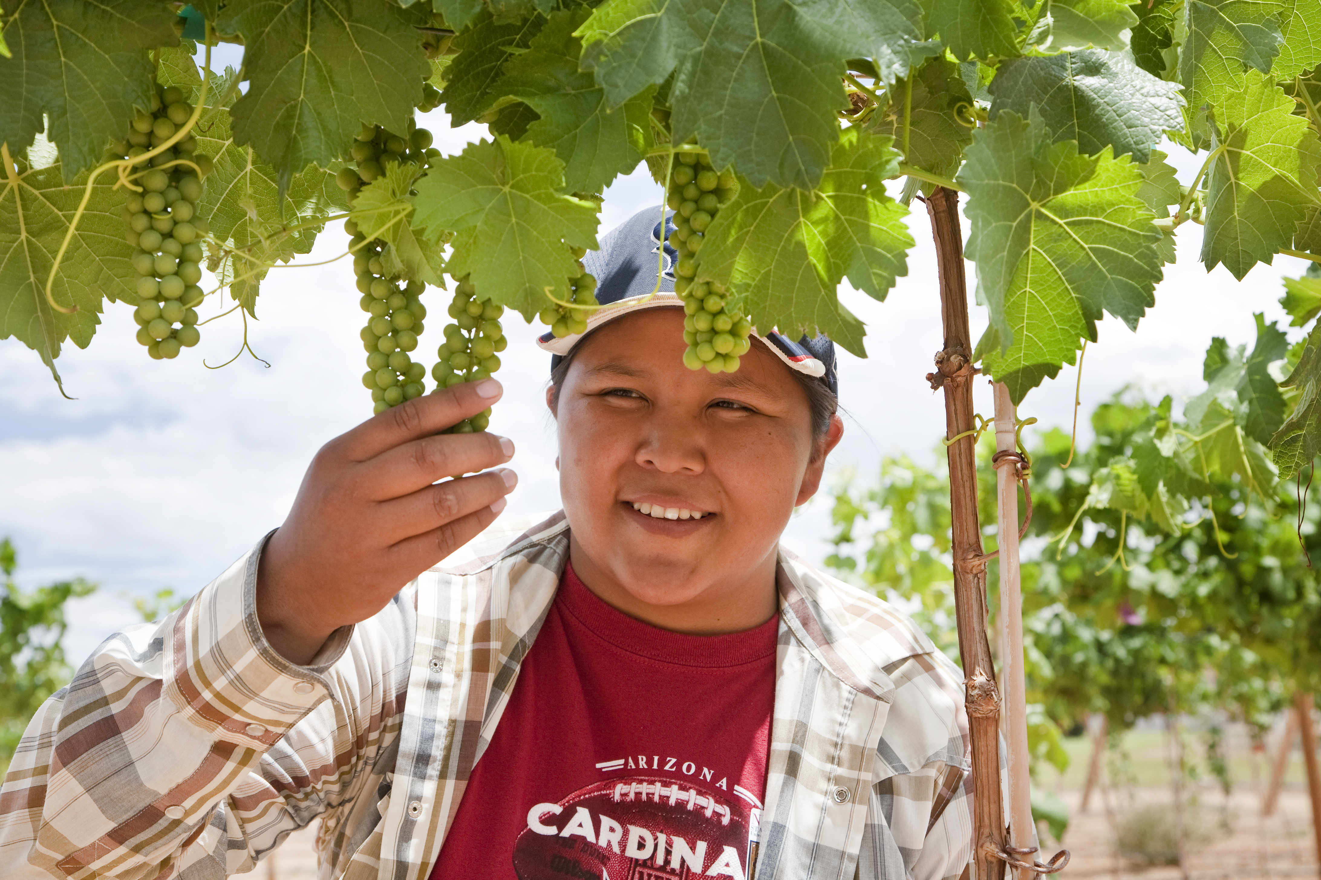 A person examining a vineyard