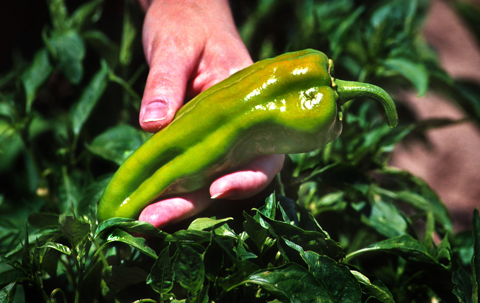 Man holding a green chile