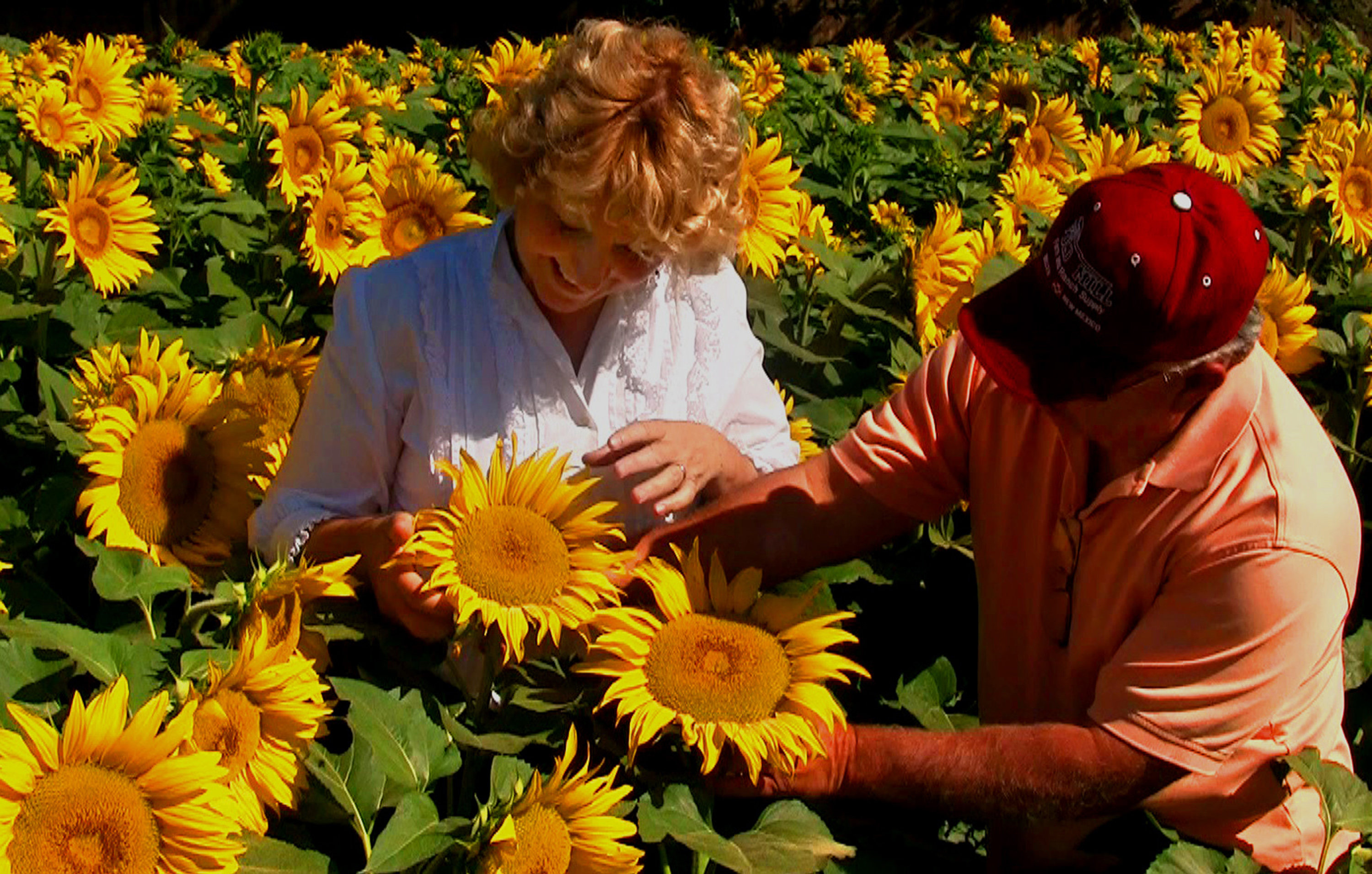 man and woman in sunflower field