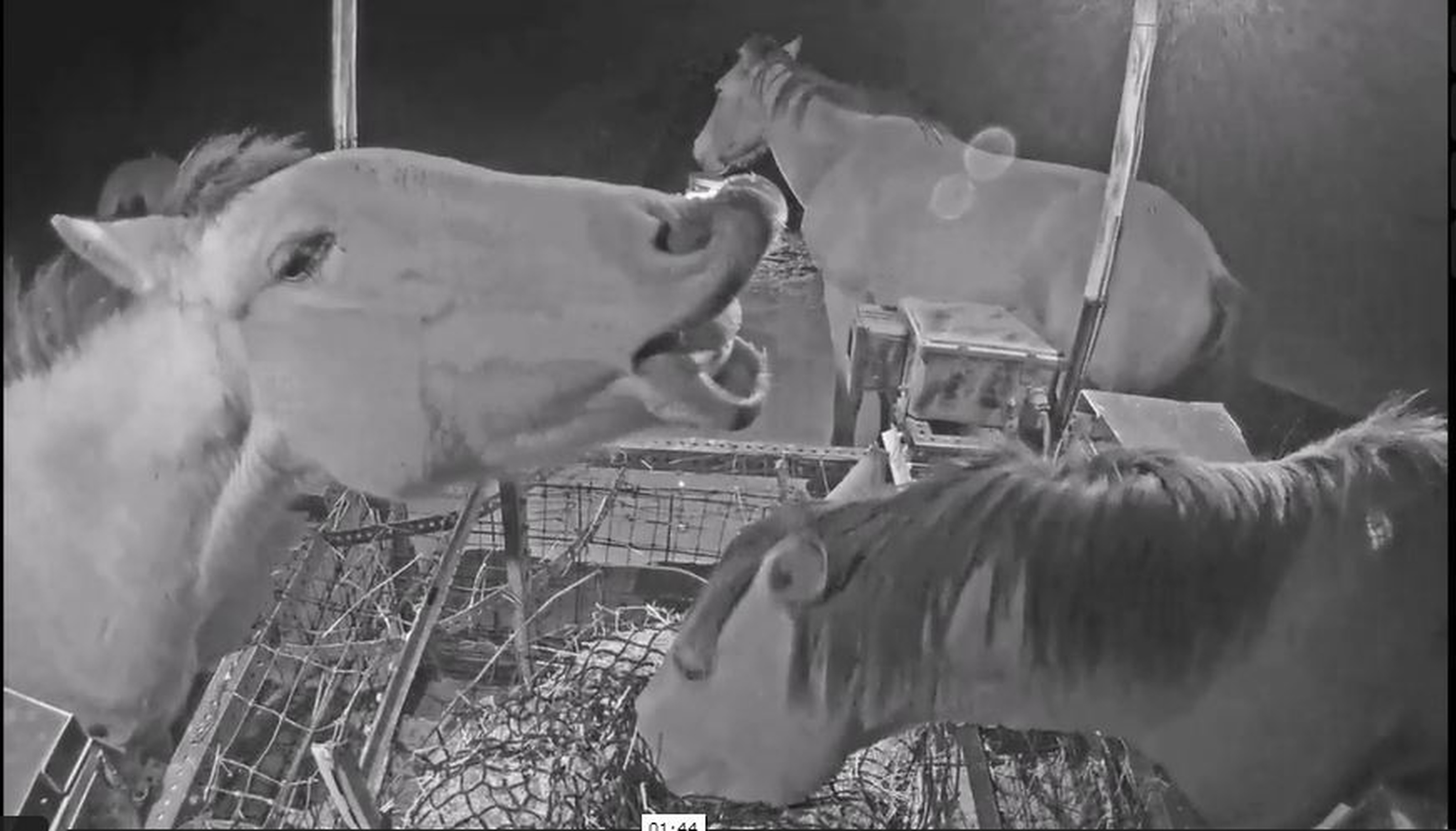 Surveillance camera image of horses eating