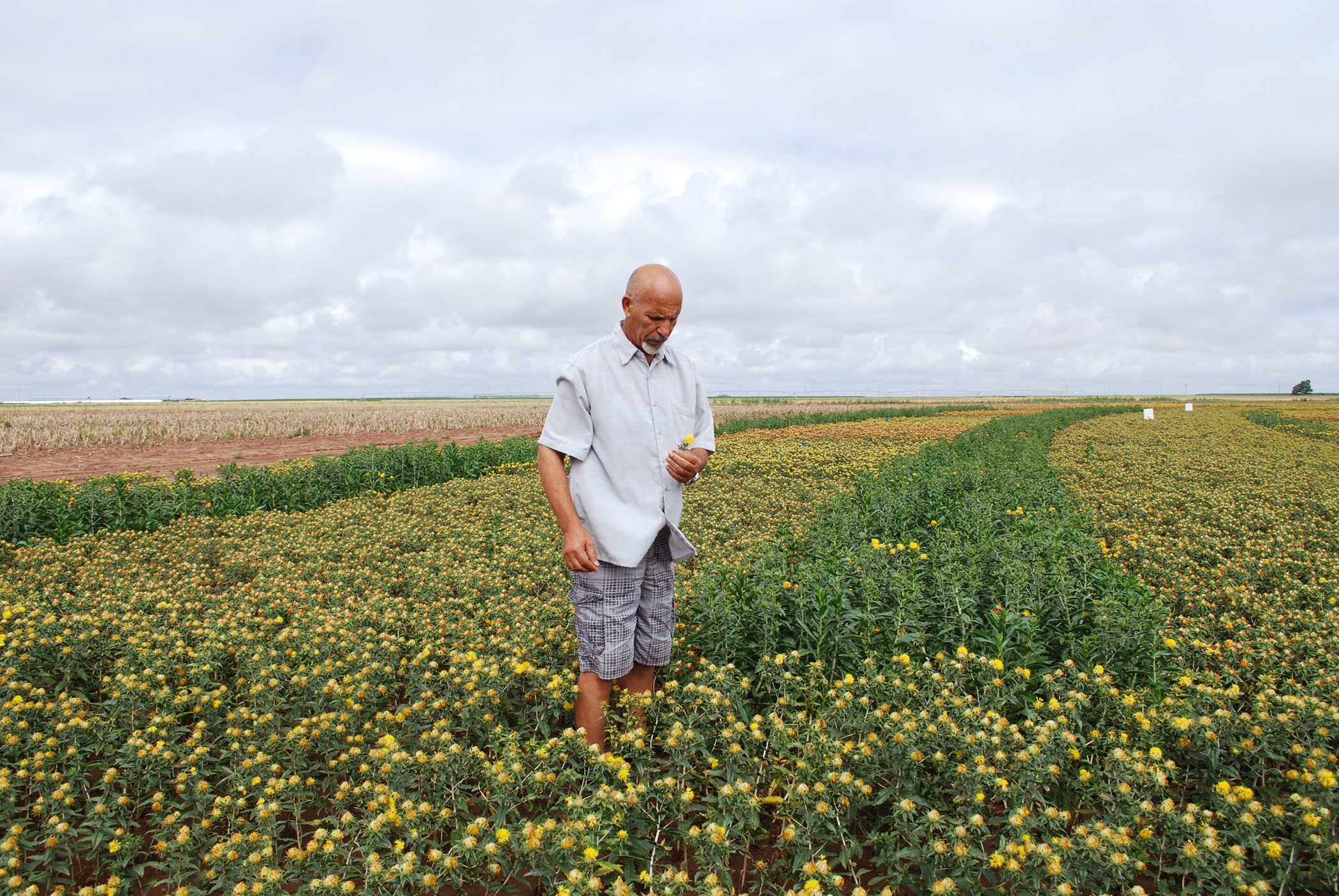 Abdel Mesbah, new superintendent of t NMSU's Agricultural Science Center at Clovis, stands in a safflower field where canola research is conducted.