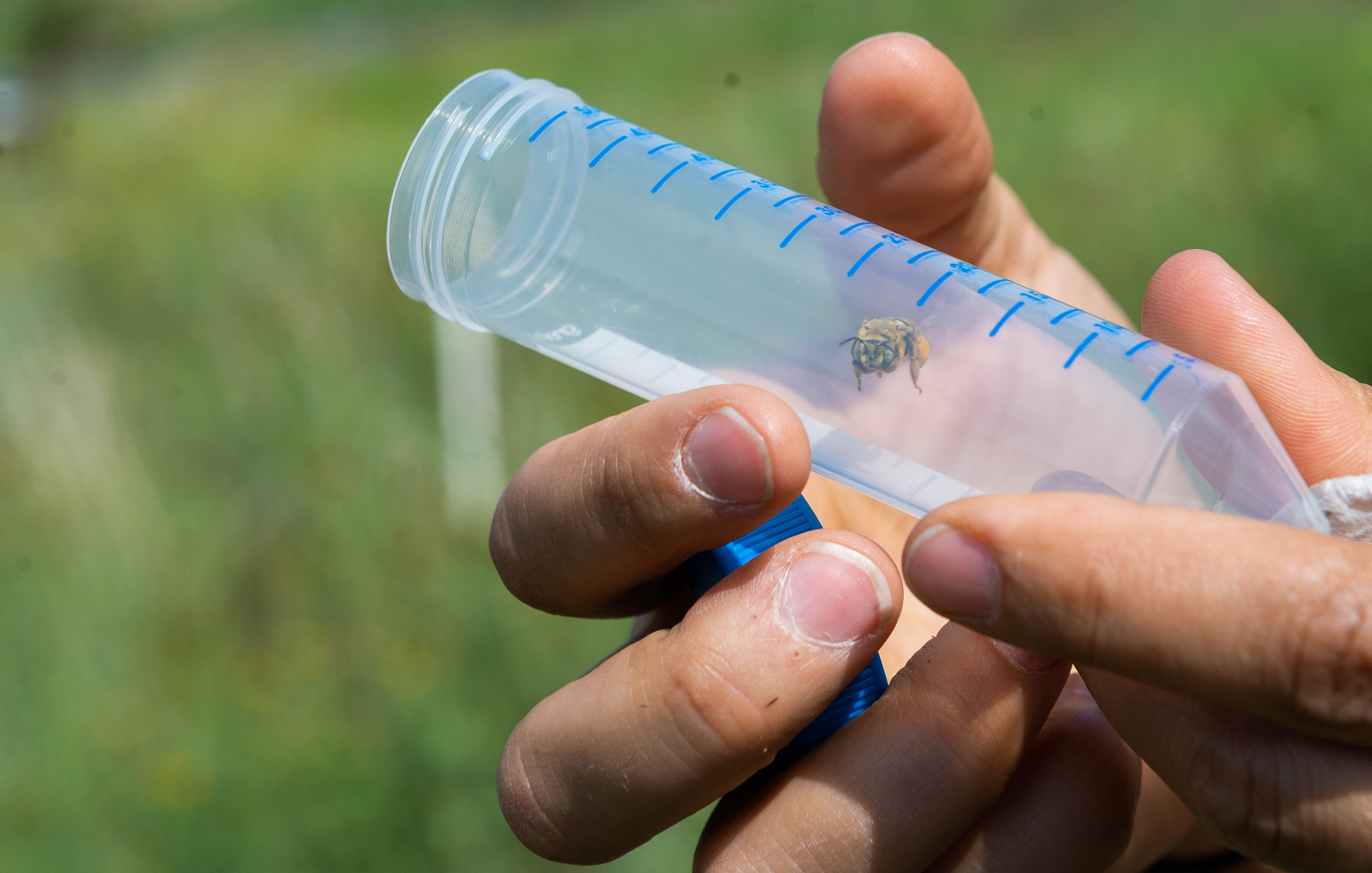 A bee in a plastic tube