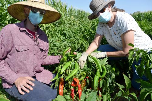 Two people kneeling by chile pepper plant