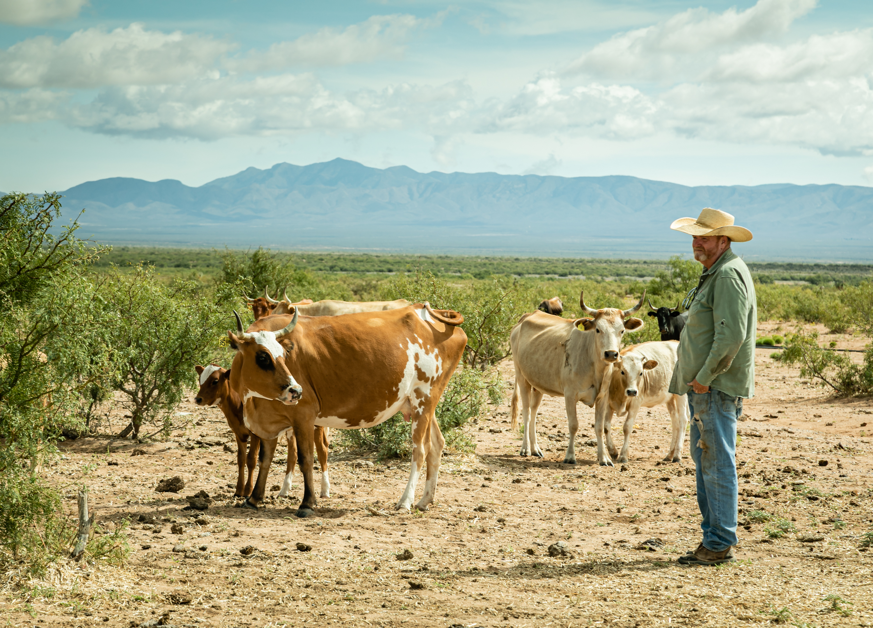 cattle in desert 