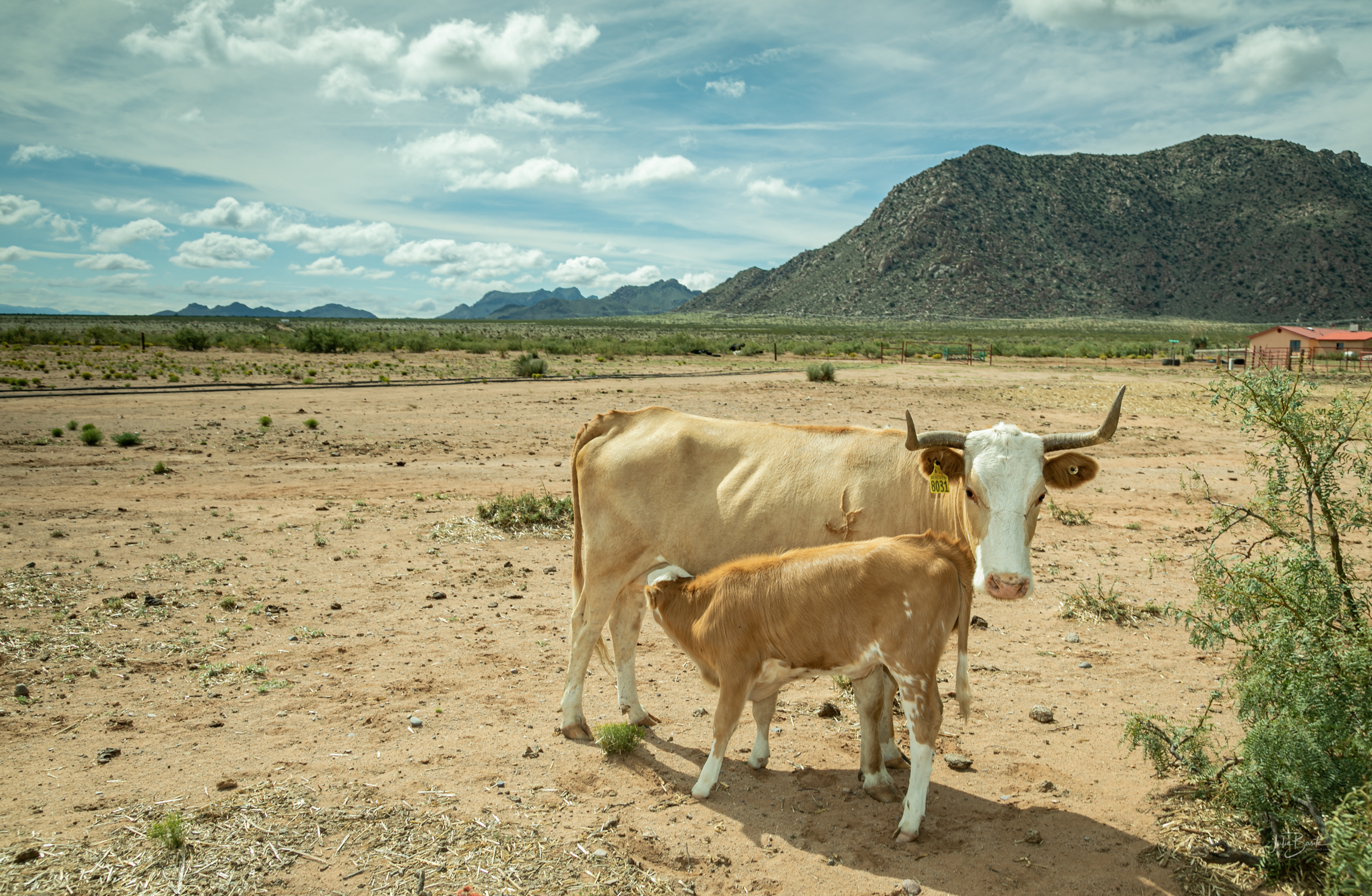 cattle in desert 