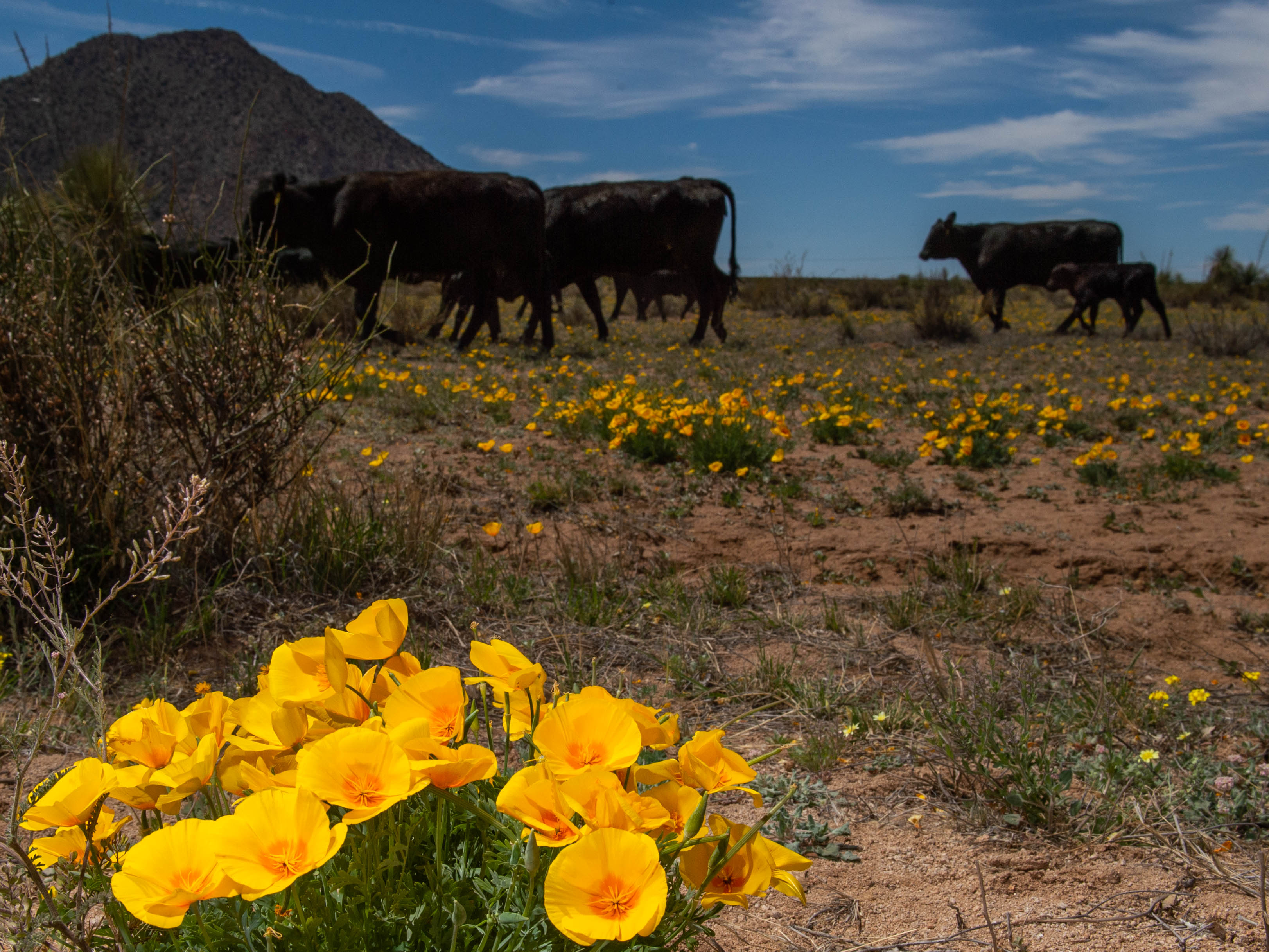 cows on the rangeland
