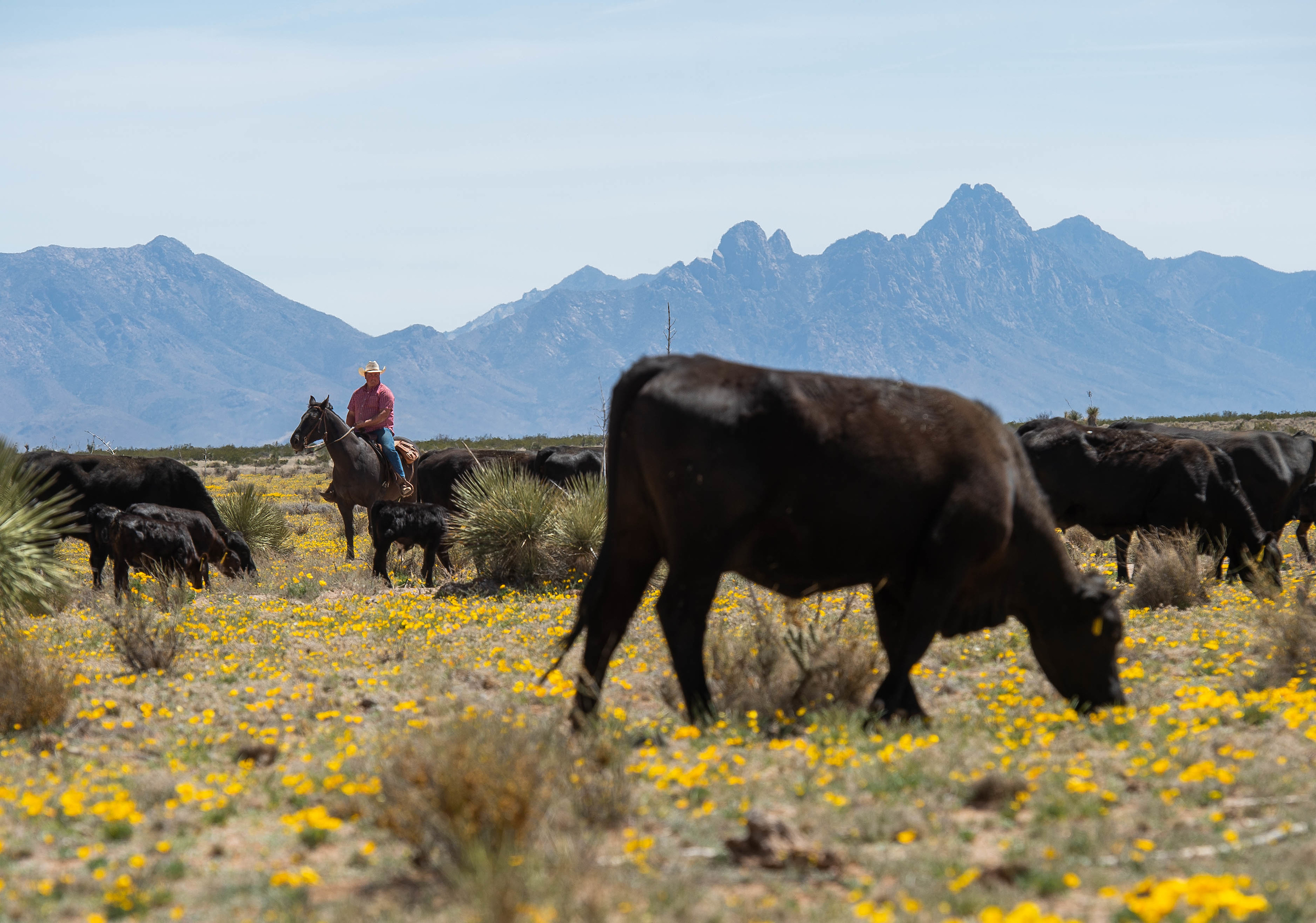 Man on horse with herd of cattle