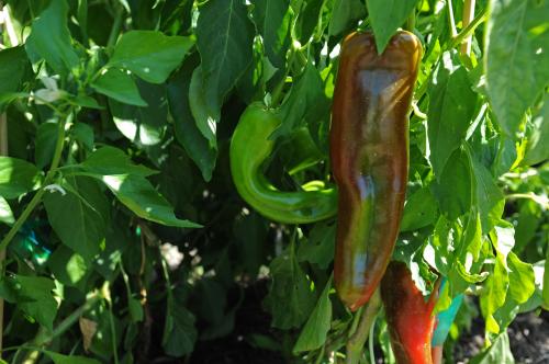 Chile pepper plant