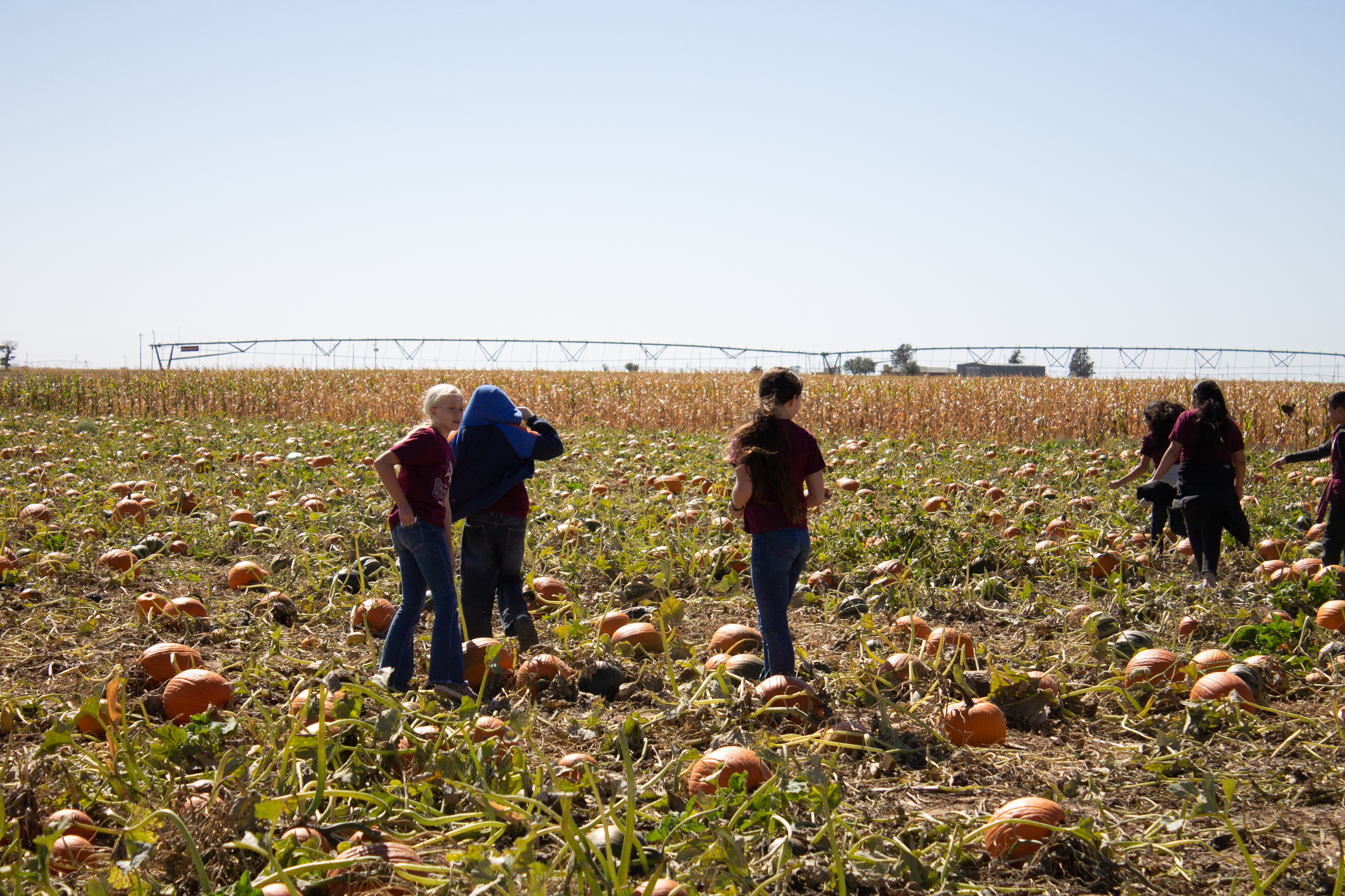 Children standing in a pumpkin field