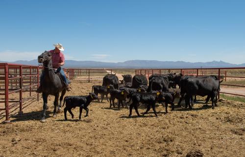 Cowboy herding calves