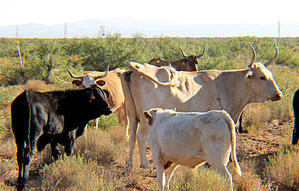 Two cows with horns, two without horns New Mexico State University is studying the impact of breeding heritage Raramuri Criollo cows with commercial beef bulls see if the crossbreed calves will be more marketable for the beef industry. The resulting crossbreed calves appear to be larger than the Raramuri Criollo calf. (NMSU photo)