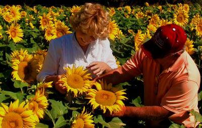 Two people standing in a field of sunflowers.