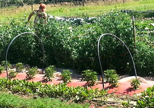 Person working in a garden