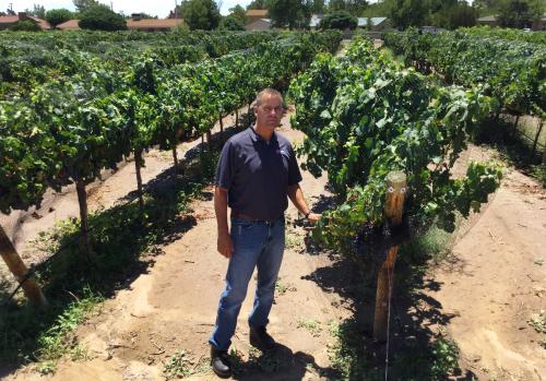 Man standing in vineyard.