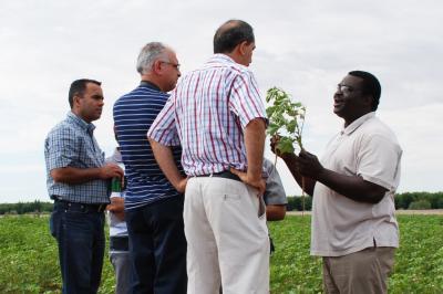 Man showing cotton plant to three other men