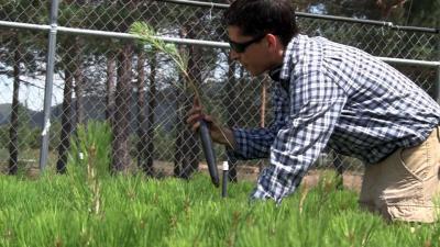 Young man looking at pine tree seedling.