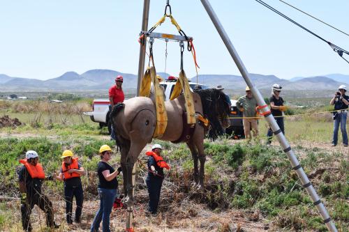 Horse mannequin being hoisted