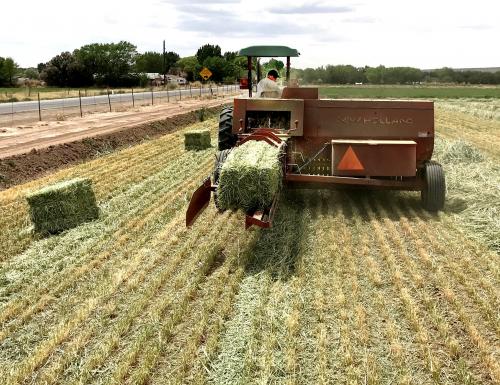 baling hay