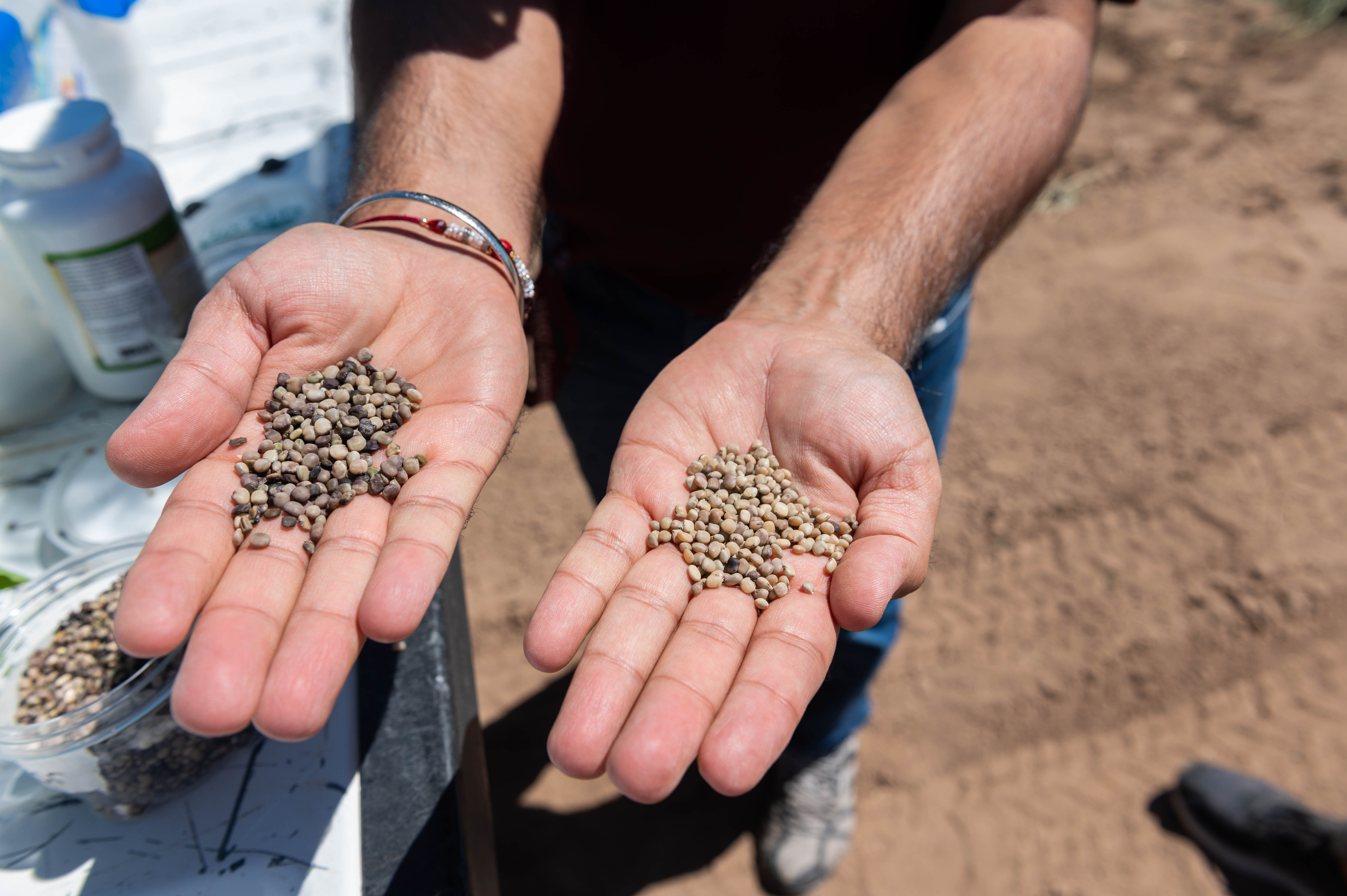 Close-up of hands holding guar seeds