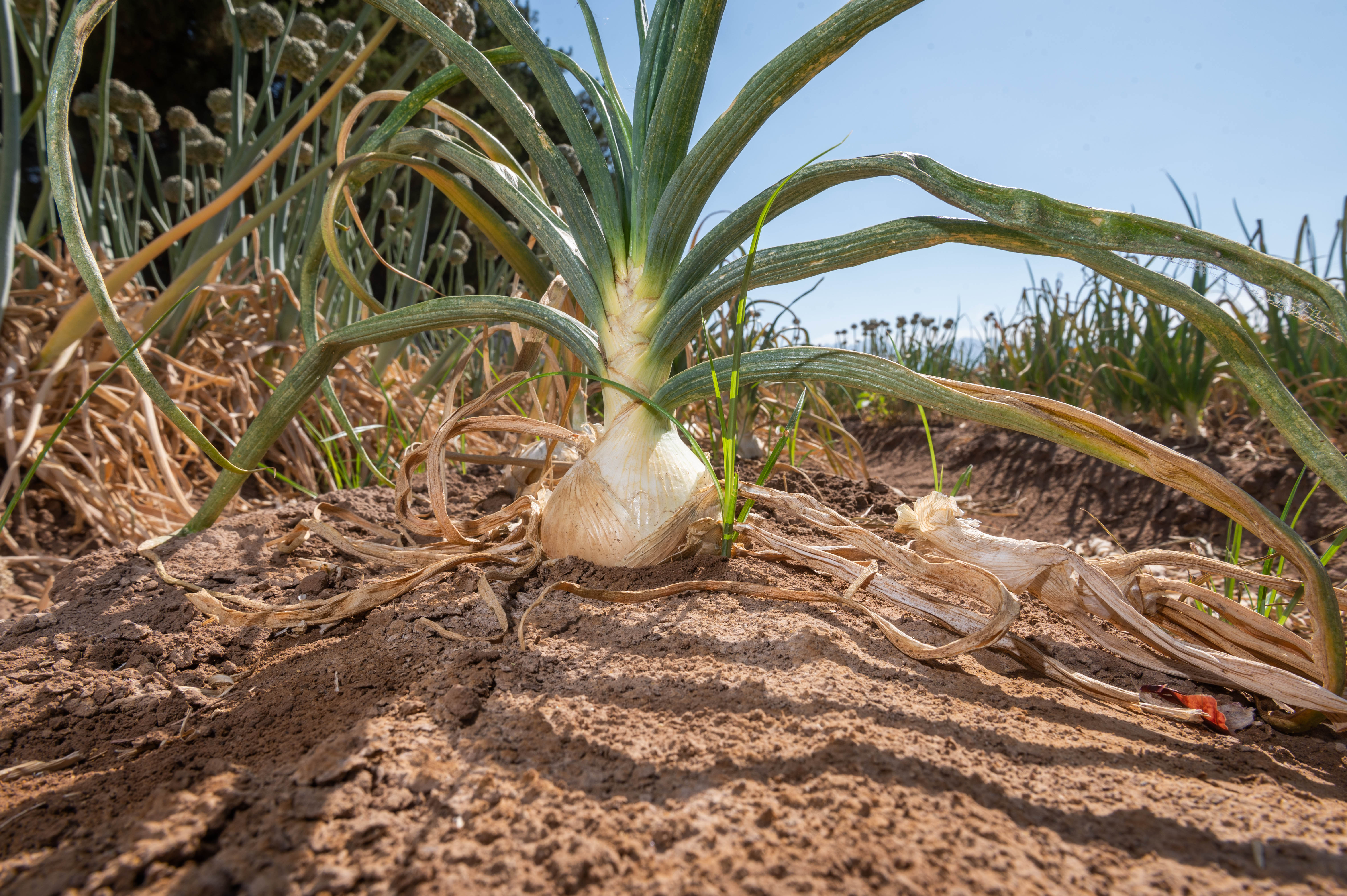 At New Mexico State University, researchers with the onion breeding program explore ways of developing the best onions, which are the basis of most recipes. On June 29, the public will have a chance to learn more about that research during this year’s onion field day at the Fabián García Science Center, (NMSU photo by Josh Bachman)