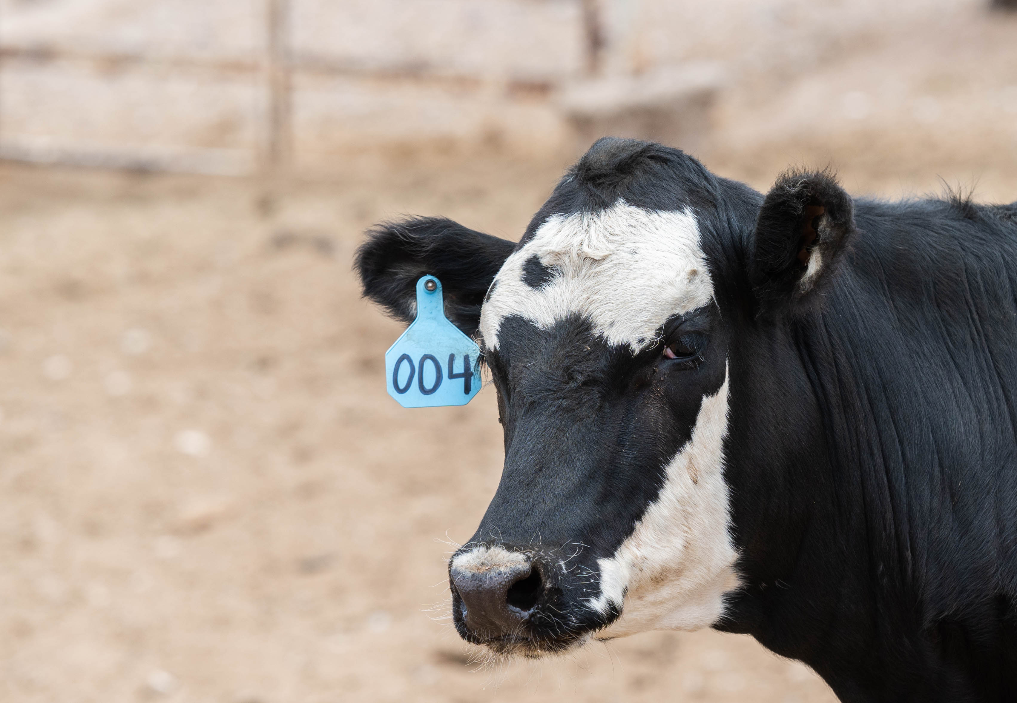 Black and white cow with an ear tag