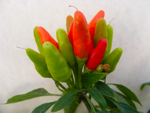 Chile plants