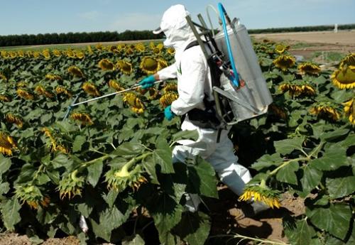 Man in PPE spraying sunflowers