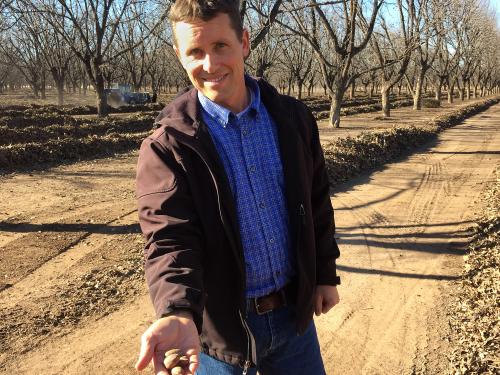 Man holds pecans in his hand in a pecan orchard.