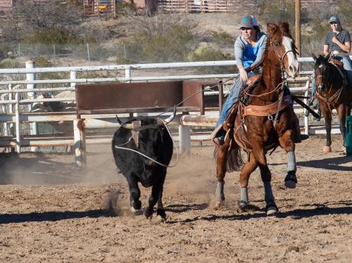 Woman ropes a bull