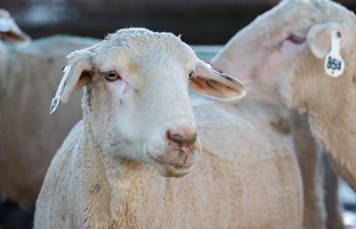 A sheared sheep
