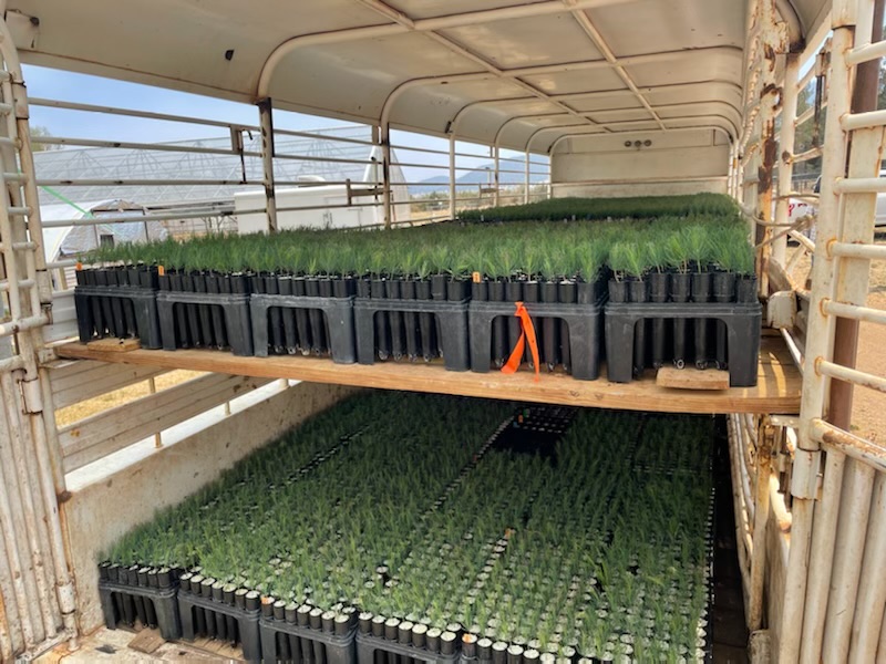 Tree seedlings in a trailer