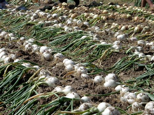  Field of onion plants