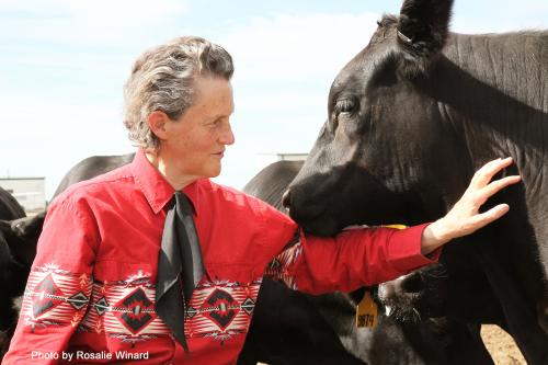 Woman standing with black cow