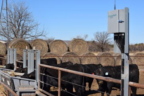 Cattle at a feed bunk