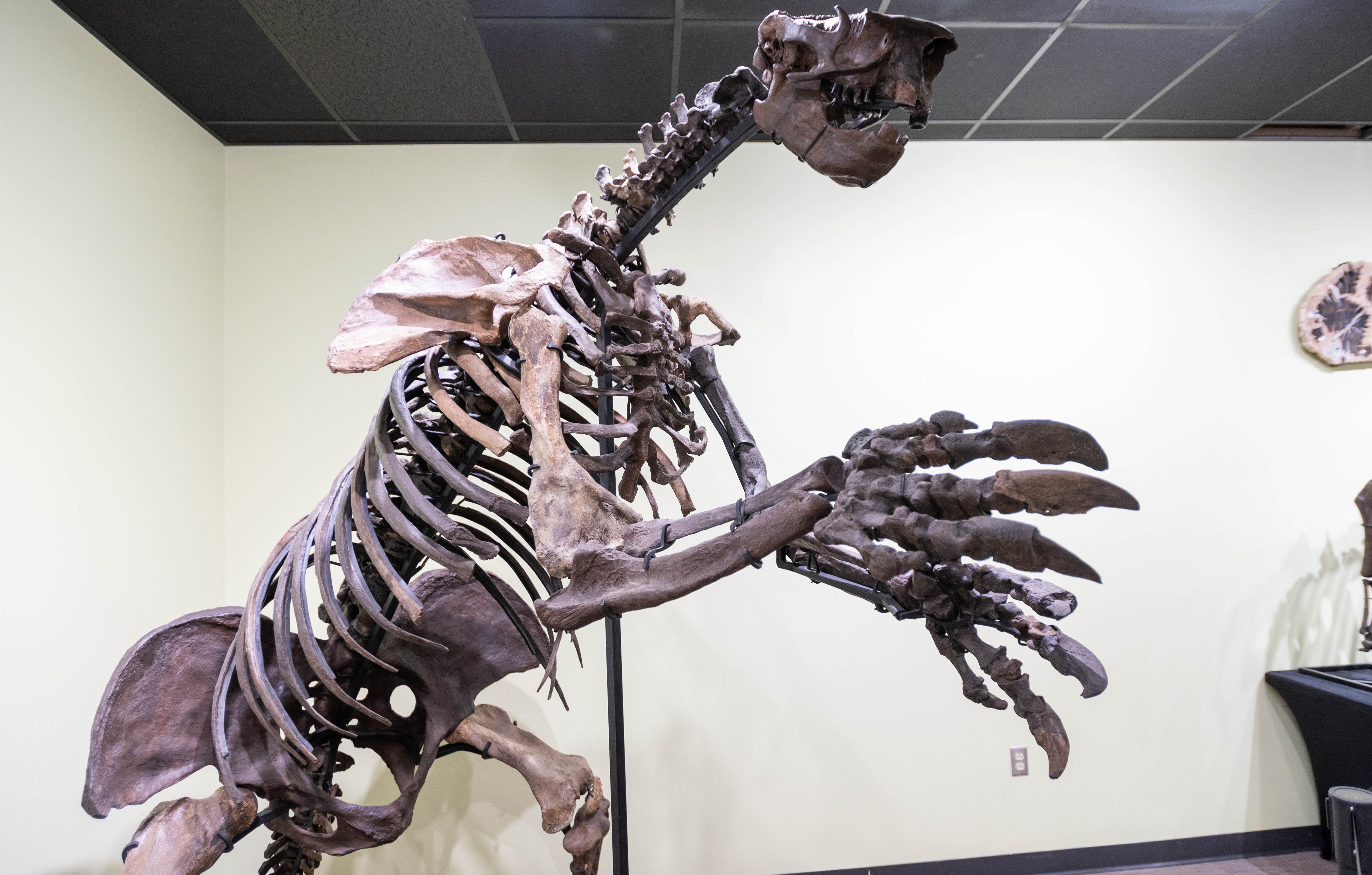 Fossilized skeleton of a giant sloth