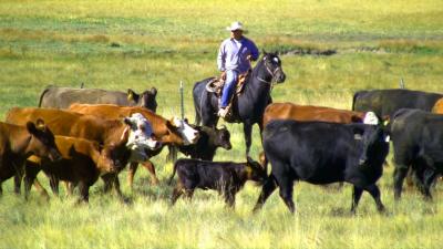 Man in horse with beef cattle