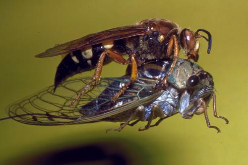 Wasp and cicada