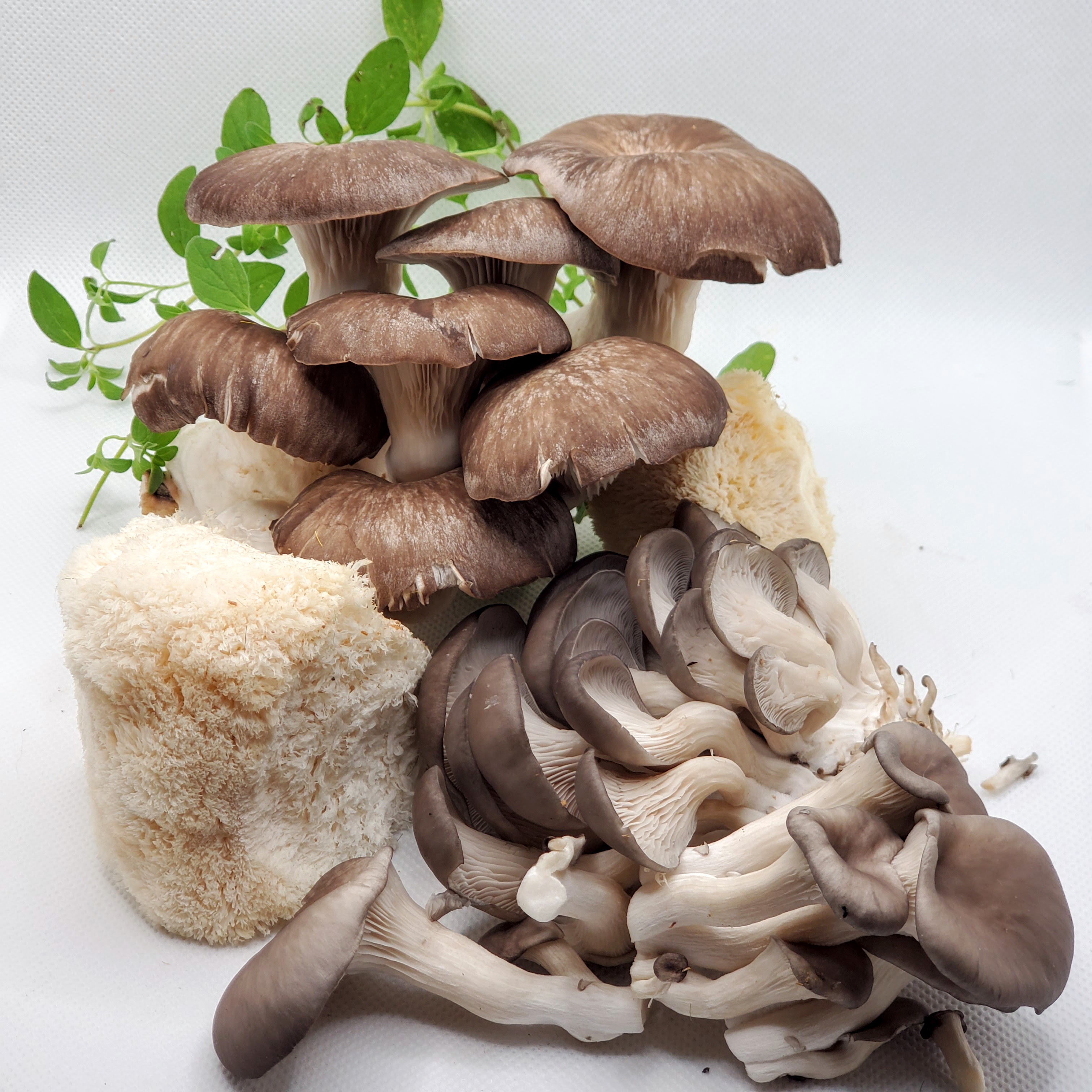 Mushrooms