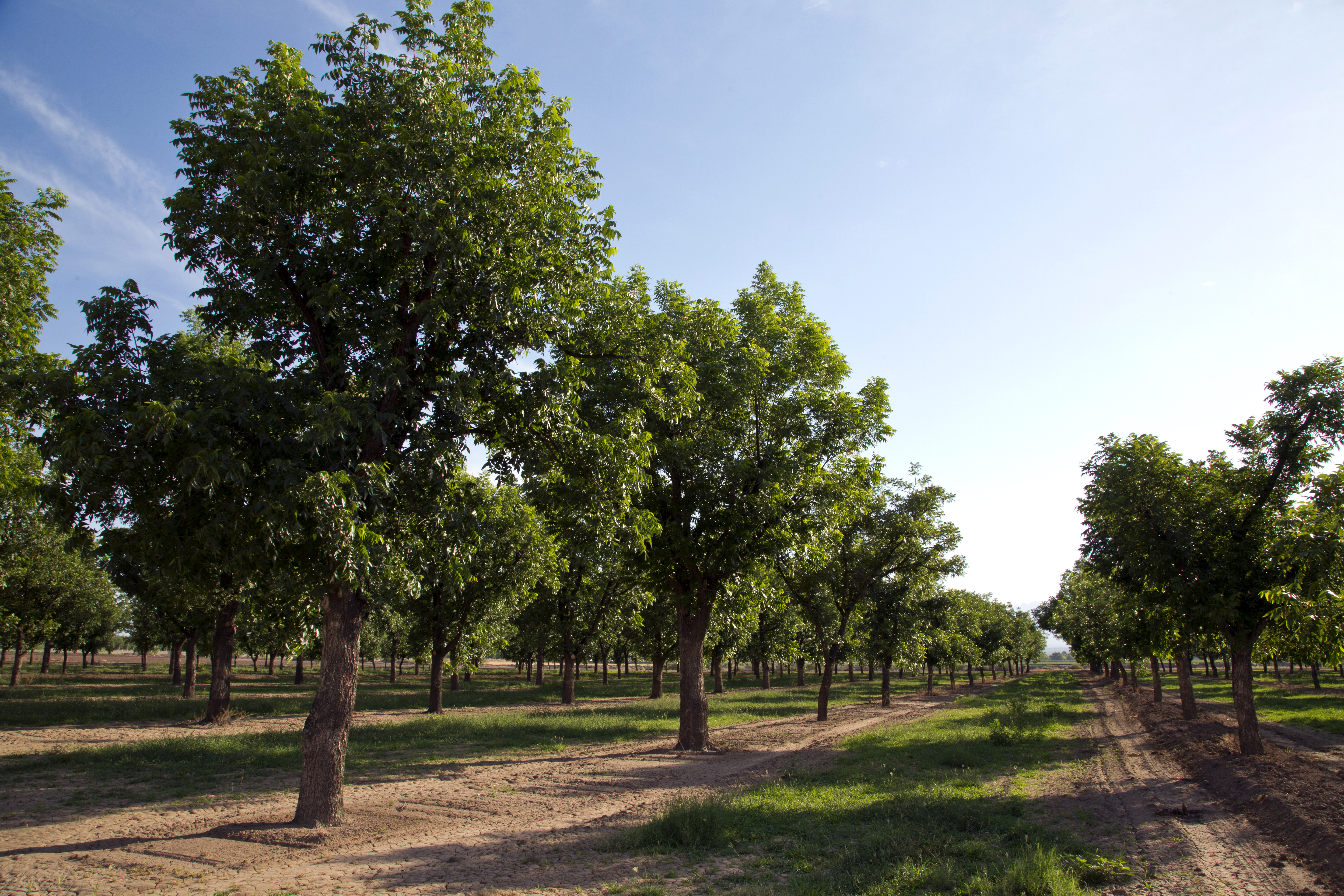 pecan orchard