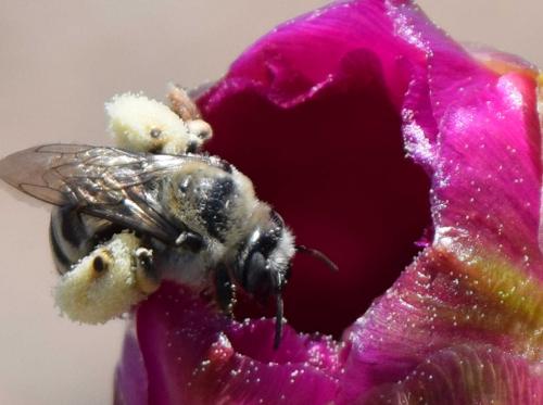 Bee on a flower bud