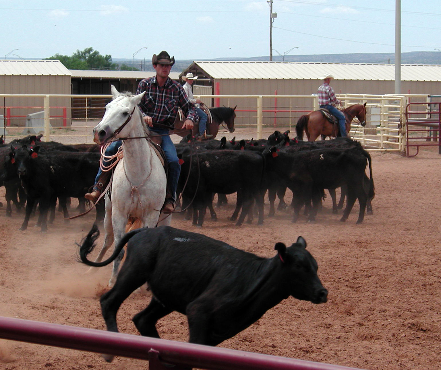 Cowboy herding calf