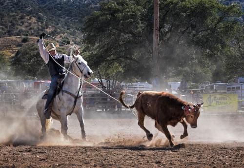 Man in horse in roping event 