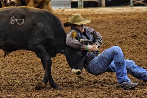 Man wrestles a steer