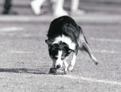 Smoki the Wonderdog retrieves the kicking tee at a NMSU football game.