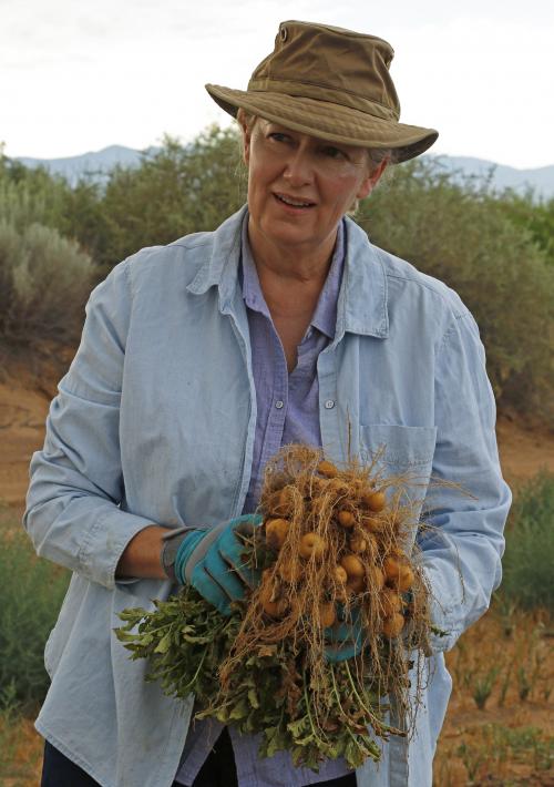 Woman holding plant showing potato roots.